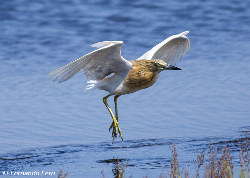 Sgarza ciuffetto - Ardeola ralloides
